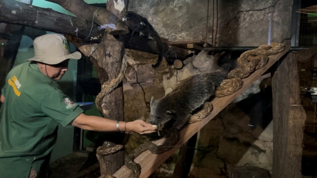 Atraksi Binturong 'Berkaki Lima' Jadi Primadona di Malam Perdana Ragunan Zoo