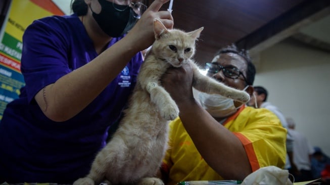 Petugas menyuntikkan vaksin rabies ke seekor kucing peliharaan di Jakarta, Sabtu (11/10/2025). [ANTARA FOTO/Putra M. Akbar/rwa]