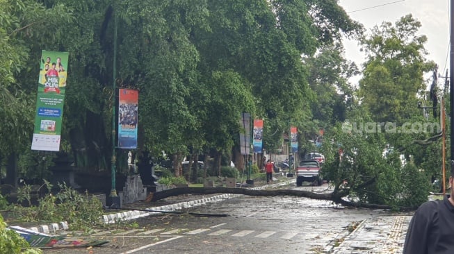 Sebuah pohon tumbang di Jalan KRT Pringgodiningrat, Jaran, Tridadi, Kecamatan Sleman, Kabupaten Sleman, Rabu (15/10/2025). [Hiskia/Suarajogja]