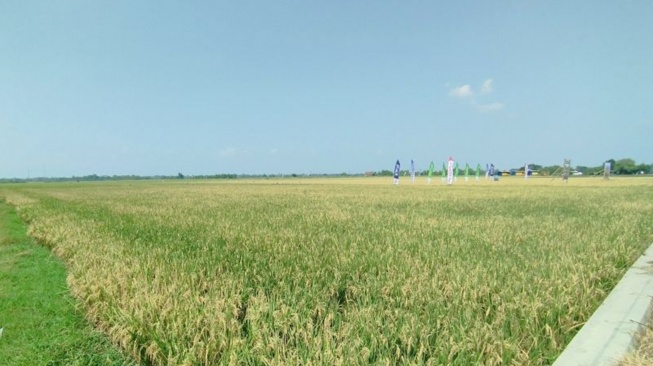 Bongkar Rahasia Demak Panen Padi 3 Kali Setahun, Kuncinya Ternyata di Aliran Sungai