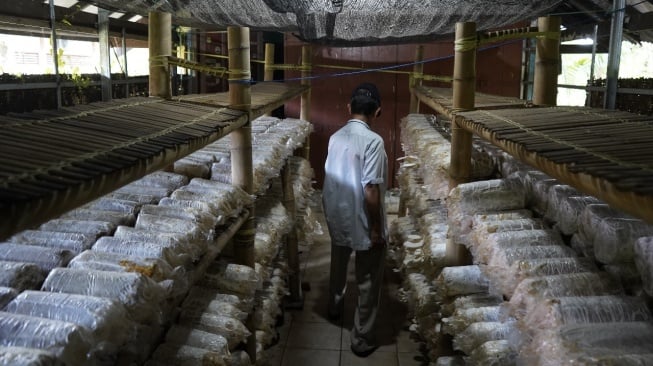 Fakultas Kehutanan Unhas melakukan penelitian pada produk hutan non-kayu jamur tiram [Suara.com/Unhas]