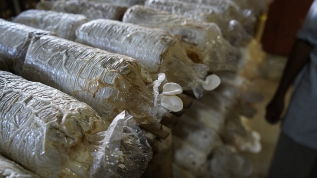 Fakultas Kehutanan Unhas melakukan penelitian pada produk hutan non-kayu jamur tiram [Suara.com/Unhas]