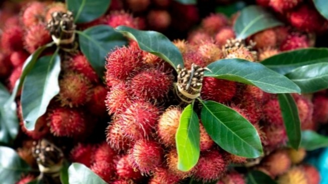 Kapan Musim Rambutan Datang? Viral Cuitan Tahun 2025 Belum Makan Rambutan