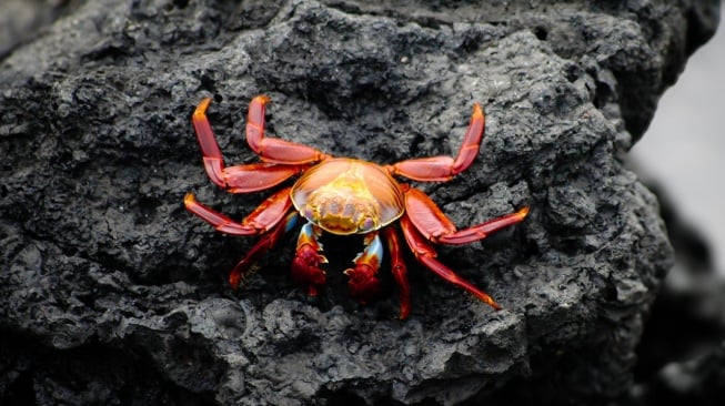 Migrasi Kepiting Merah di Pulau Christmas Jadi Fenomena Spektakuler