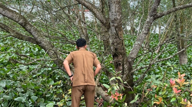 Musim Hujan Picu Ledakan Populasi Ulat Bulu di Samarinda