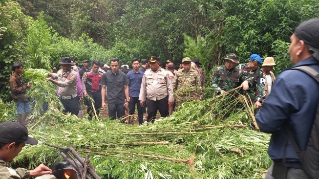 Ladang Ganja Ditemukan di Karo, Pemilik Diburu
