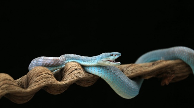 Peneliti Temukan Antivenom Baru Penangkal 17 Ular Mematikan