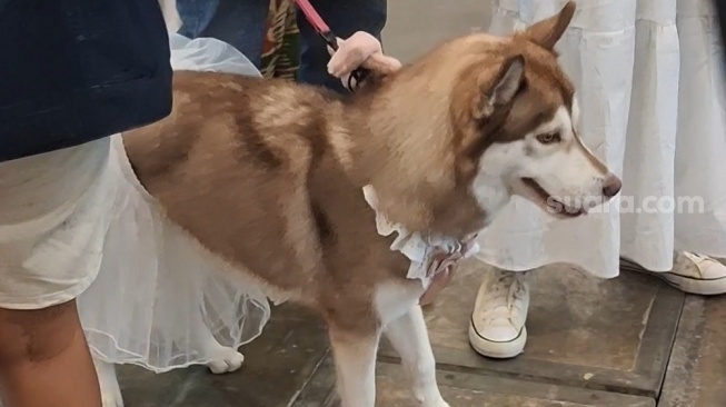 Konsultasi Hewan Peliharaan Makin Mudah, Bikin Pemilik Anabul Lebih Tenang dan Terarah