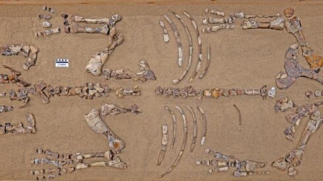 Fosil Epiaceratherium itjilik, sekitar tiga perempat tulang hewan tersebut berhasil ditemukan. (Pierre Poirier/Canadian Museum of Nature)