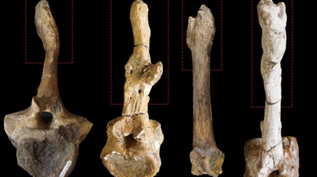 Contoh tulang belakang hadrosaurus dengan patahan yang telah sembuh (Filippo Bertozzo/iScience)