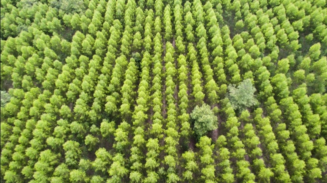 Bagaimana Sistem Agroforestri Menghidupkan Kembali Lahan Bekas Tambang di Malang?