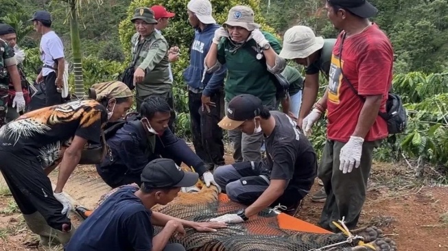 Harimau Sumatera yang Direlokasi Mati, Ini Penyebabnya