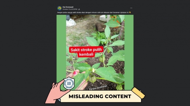 Hoaks air rebusan ciplukan bisa sembuhkan stroke. [Dok. Istimewa]