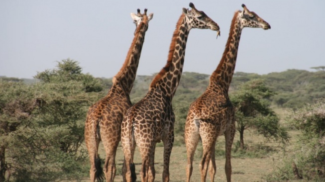 Penelitian Baru Ungkap Rahasia di Balik Leher dan Kaki Panjang Jerapah