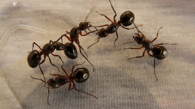 10 Bahan Sederhana yang Ampuh Usir Semut dari Dalam Rumah