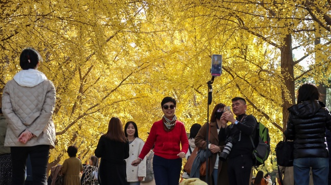 Pengunjung berfoto dengan latar daun pohon ginkgo yang berubah warna menjadi kuning saat musim gugur di taman Zhongshan, Beijing, China, Selasa (11/11/2025). [ANTARA FOTO/Desca Lidya Natalia/agr]