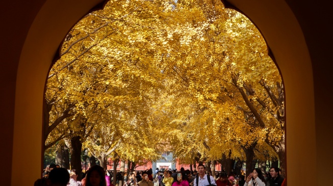 Wisatawan berfoto dengan latar daun pohon ginkgo yang berubah warna menjadi kuning saat musim gugur di taman Zhongshan, Beijing, China, Selasa (11/11/2025). [ANTARA FOTO/Desca Lidya Natalia/agr]