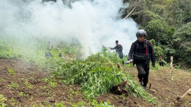 10 Hektare Ladang Ganja Ditemukan di Mandailing Natal