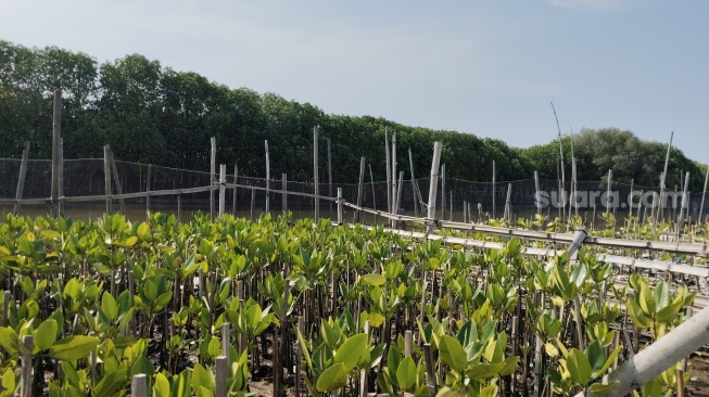 Perjuangan Merawat Mangrove di Tengah Abrasi dan Pembangunan, Apa yang Bisa Dilakukan?