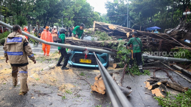 Petugas memotong pohon tumbang yang menimpa mobil taksi di depan Gedung Kementerian Keuangan, Jl Wahidin Raya Jakarta Pusat, Jumat (14/11/2025). [Suara.com/Alfian Winanto]
