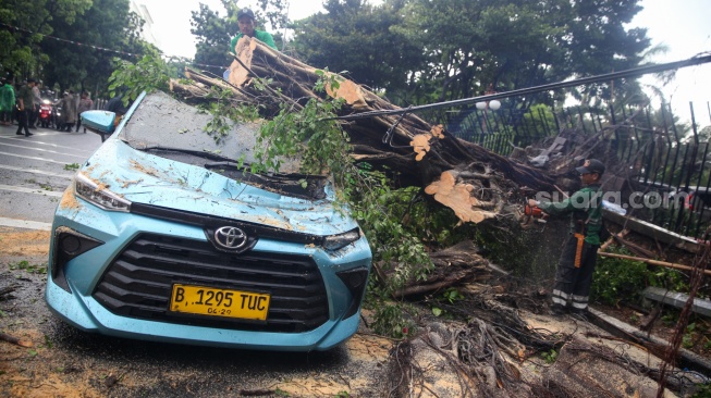 Petugas memotong pohon tumbang yang menimpa mobil taksi di depan Gedung Kementerian Keuangan, Jl Wahidin Raya Jakarta Pusat, Jumat (14/11/2025). [Suara.com/Alfian Winanto]
