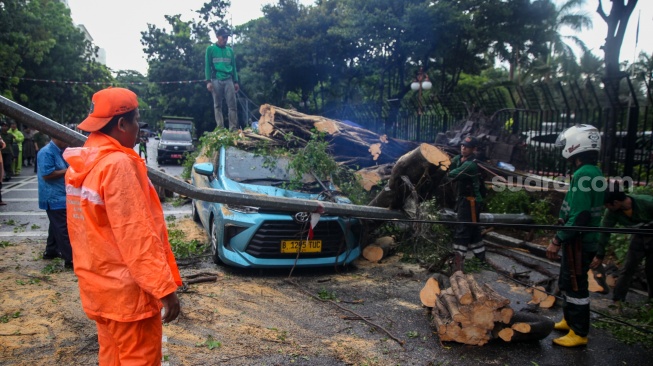 Petugas memotong pohon tumbang yang menimpa mobil taksi di depan Gedung Kementerian Keuangan, Jl Wahidin Raya Jakarta Pusat, Jumat (14/11/2025). [Suara.com/Alfian Winanto]
