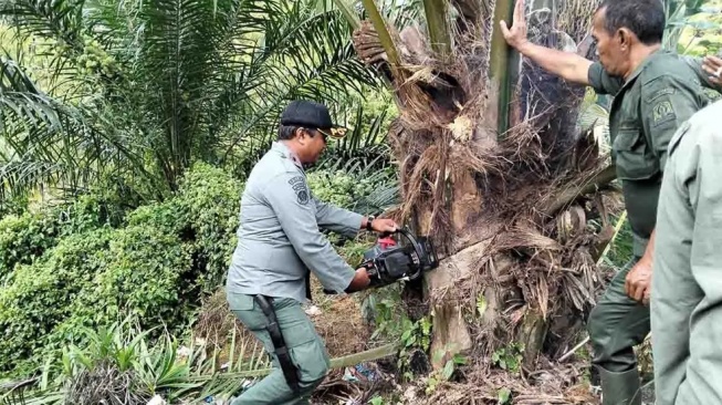18,5 Hektare Sawit Ilegal Kawasan Hutan Abdya Ditertibkan