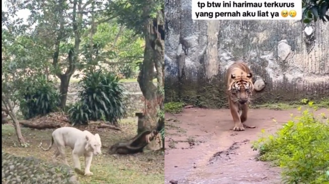 Viral Hewan Ragunan Kurus Diduga Dana Jatah Makan Ditilep, Publik Tuntut Audit