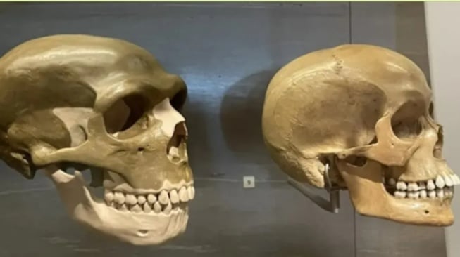 Perbedaan tengkorak Neanderthal (kiri) dan manusia modern (kanan). [Hannah Long]