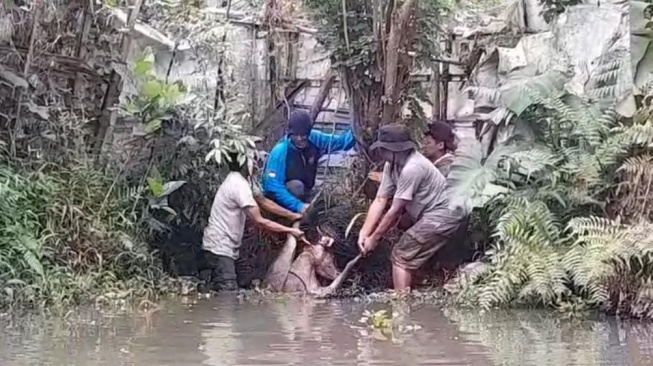 Rusa Timor yang Berkeliaran di Jalanan Sleman Akhirnya Tertangkap, Begini Kondisinya
