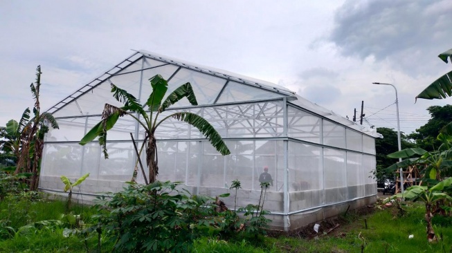 Smart Greenhouse seluas 100 meter persegi yang dipadukan dengan perangkat inovasi bernama MONIK (Monitoring Hidroponik) hasil kolaborasi Polines dengan BRIDA Pemprov Jawa Tengah, Dinas Pertanian Kabupaten Demak dan Desa Batursari (Dok: Politeknik Negeri Semarang)