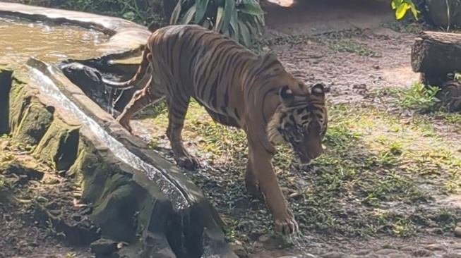 Kondisi harimau bernama Sri Deli kin sudah jauh lebih sehat dan gemuk. (Suara.com/Adiyoga)