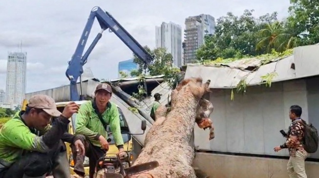 Pohon tumbang di Jalan Sisingamangaraja, tepatnya depan gedung Caraka Loka Kementerian Luar Negeri (Kemenlu), Gunung, Kebayoran Baru, Jakarta Selatan, Kamis (20/11/2025). (ANTARA/Luthfia Miranda Putri)