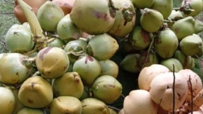 Kelapa Seukuran Kepalan Tangan Jadi Potensi Indikasi Geografis Dilindungi