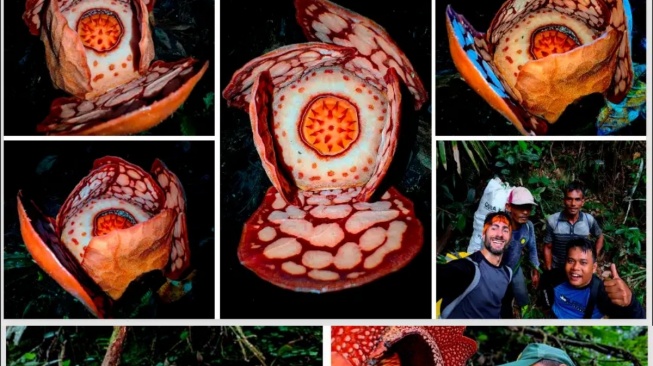 Proyek Ambisius Lintas Negara: BRIN Gandeng Oxford Telusuri DNA Rafflesia