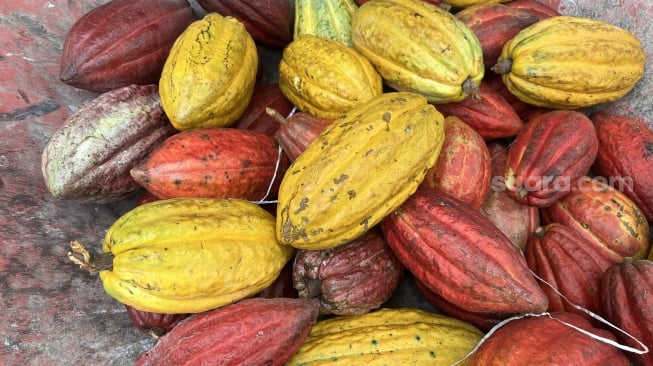 Kemenkeu Siapkan Peremajaan Lahan Kakao 5.000 Hektar di 2026