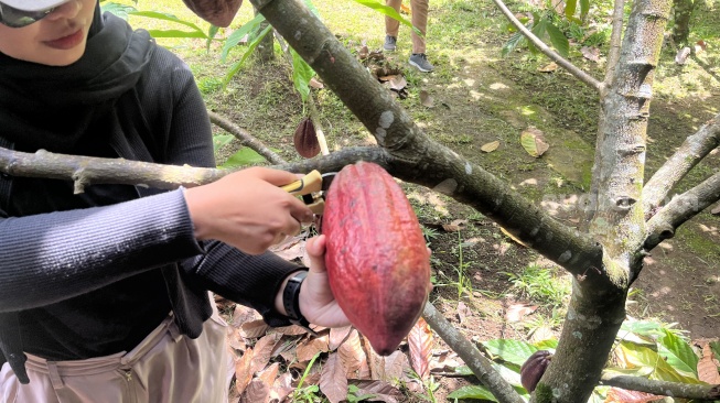 Harga CPO Melonjak, Harga Kakao Anjlok Tajam