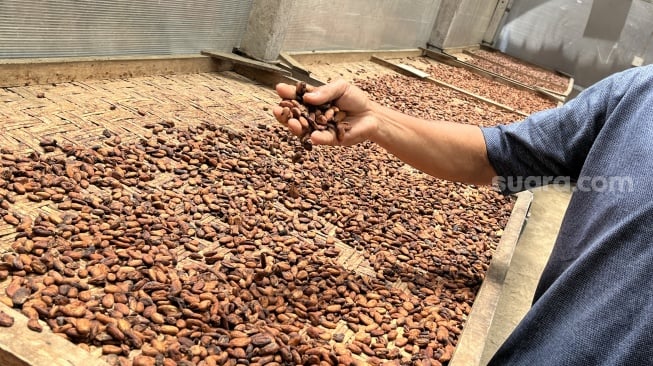 Kakao Indonesia di Mata Dunia: Dihantam Black Campaign, Dianggap Mematikan Orang Utan