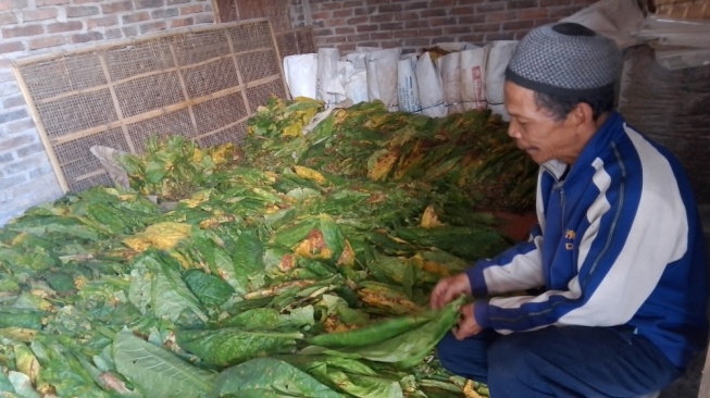 Tembakau hasil panen petani di Temanggung, Jawa Tengah. [Dok. Serat.id]