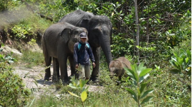Mengenal Taman Nasional Tesso Nilo, Rumah Terakhir Gajah Sumatera yang Direbut Kebun Sawit Ilegal