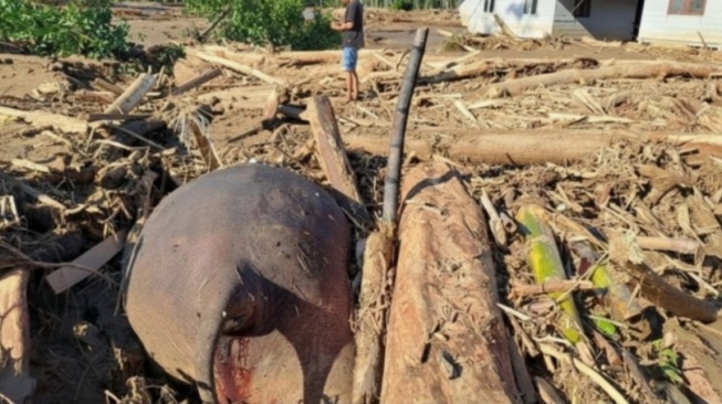 Berapa Sisa Populasi Gajah Sumatera? Viral Ikut Terseret Banjir