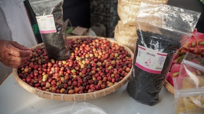 Biji kopi sebagai solusi ekonomi alternatif bagi warga di SM Nantu-Boliohuto dan Tahura BJ Habibie, Gorontalo.(Dokumentasi Pribadi)