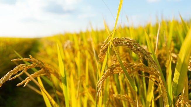 Inovasi Perawatan Kulit Minimalis, Rahasia Kecantikan Baru dari Dedak Padi Fermentasi Jepang