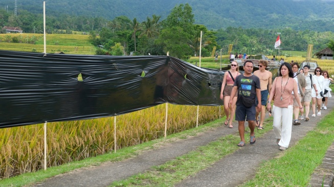 Sejumlah wisatawan berjalan di dekat plastik mulsa yang dipasang di area persawahan saat aksi protes di Desa Wisata Jatiluwih, Tabanan, Bali, Jumat (5/12/2025). [ANTARA FOTO/Nyoman Hendra Wibowo/bar]
