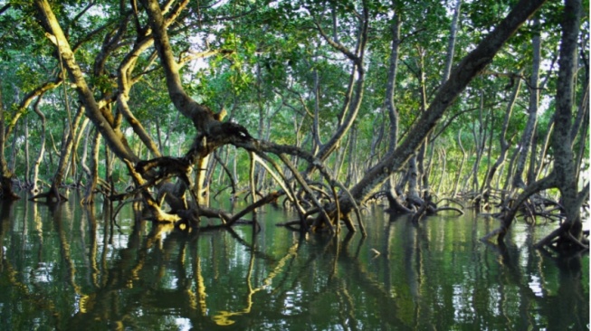 Blue Carbon: Harta Karun Tersembunyi di Pesisir Indonesia
