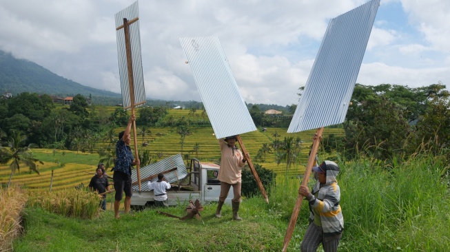 Sejumlah warga memasang seng gelombang di area persawahan saat aksi protes di Desa Wisata Jatiluwih, Tabanan, Bali, Jumat (5/12/2025). [ANTARA FOTO/Nyoman Hendra Wibowo/bar]