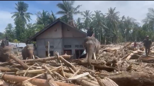 Aksi 4 Ekor Gajah di Pidie Jaya, Jadi 'Kuli Panggul' Sekaligus Penyembuh Trauma