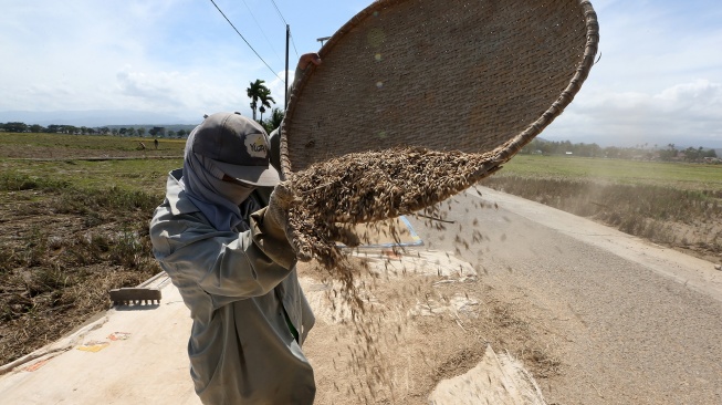 Petani membersihkan padi dari lumpur dan debu pascapanen yang terendam banjir bandang di Pidie Jaya, Aceh, Senin (8/12/2025). [ANTARA FOTO/Irwansyah Putra/nz]