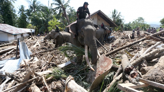 Gajah Sumatera (Elephas maximus sumatranus) jinak yang ditunggangi mahout membersihkan puing kayu yang menutupi jalan dan permukiman warga akibat bencana alam di Desa Meunasah Bie, Pidie Jaya, Aceh, Senin (8/12/2025). [ANTARA FOTO/Irwansyah Putra/nz] 

