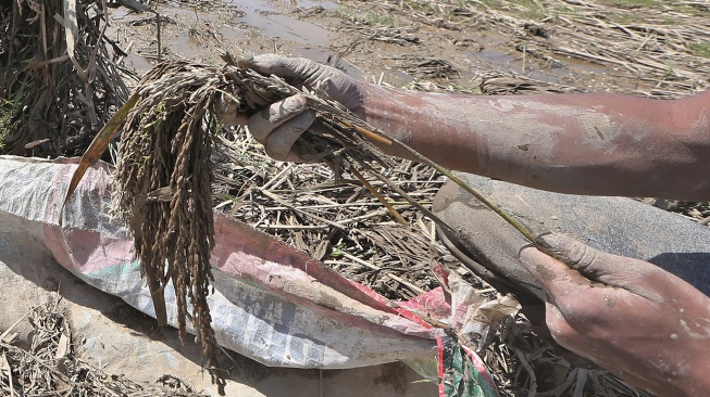 Petani menyelamatkan padi pascapanen yang terendam banjir bandang di Pidie Jaya, Aceh, Senin (8/12/2025). [ANTARA FOTO/Irwansyah Putra/nz]